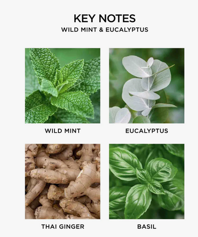 Diffuser Wild Mint & Eucalyptus